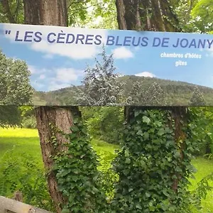 Cedres Bleus De Joany Chez Nathalie Viviez